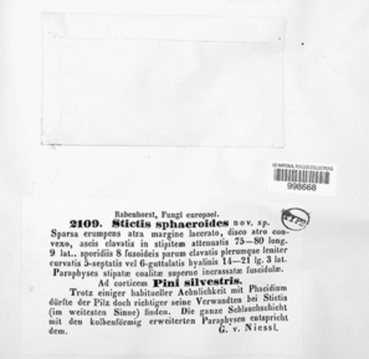 Stictis sphaeroides image
